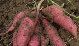 地瓜的种植方法视频,视频教程详解